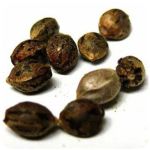 Семена марихуаны АК-47  (Seeds AK-47) в Онеге